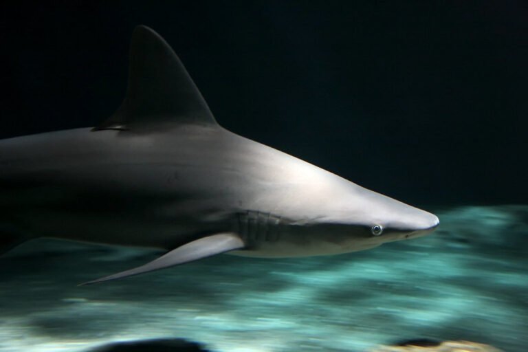 Jacksonville Aquarium A World Of Wonders Awaits For Duval